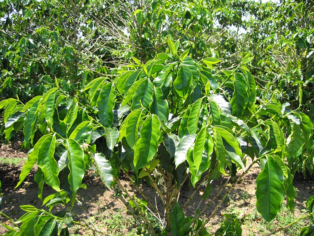 060 Jaques Coffee.jpg